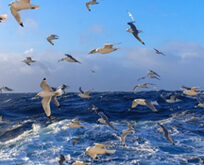 دریا و پرواز پرندگان شاخص