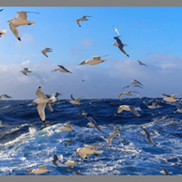 دریا و پرواز پرندگان شاخص