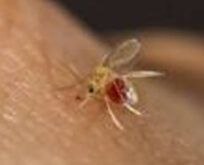 بیماری پوستی سالک شاخص