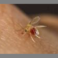 بیماری پوستی سالک شاخص