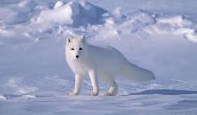 روباه قطبی6
