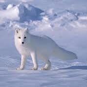 روباه قطبی6
