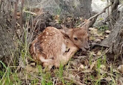 گوزن زرد ایرانی در فارس