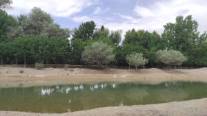 منظره درخت و آب جون میده برای پیاده روی