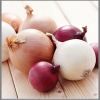 انواع پیاز با خواص شگفت انگیز شاخص