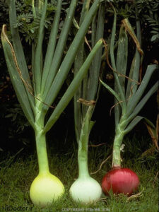 سه نوع پیاز رایج