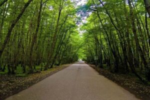 جنگل گیسوم در دهکده مریان