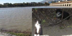 بچه گربه ها در کنار رودخانه، مامان من توی عمرم اینقدر آب ندیده بودم 3