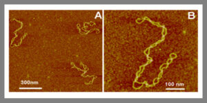تصویربرداری با میکروسکوپ نیروی اتمی