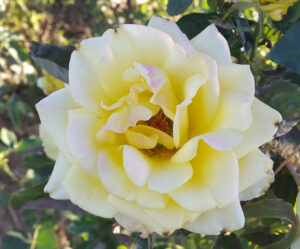 حتی یک شاخه گل هدیه - کدورت ها رو ذوب می کنه