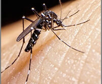 پشه آئدس تب دانگی شاخص