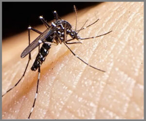 پشه آئدس حامل ویروس تب دانگی