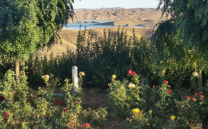 کوه و آب و درخت، نمادی از تلاش و کاشت و برداشت