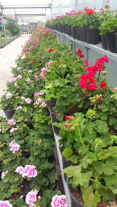 گل ها در کنار هم زیبایی می آفرینند