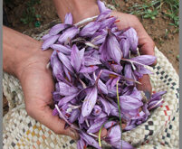 گلهای زعفران شاخص