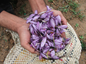 گلهای زعفران نتیجه زحماتم - هدیه به تو عزیز دلم