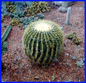 گر بدانی خواص ویژه کاکتوس را نابخردی واگذاری