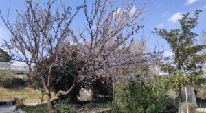 معجزه باغبانی درمانی