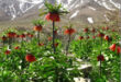 گلستان کوه در دشت برخوار
