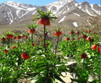 گلستان کوه در دشت برخوار